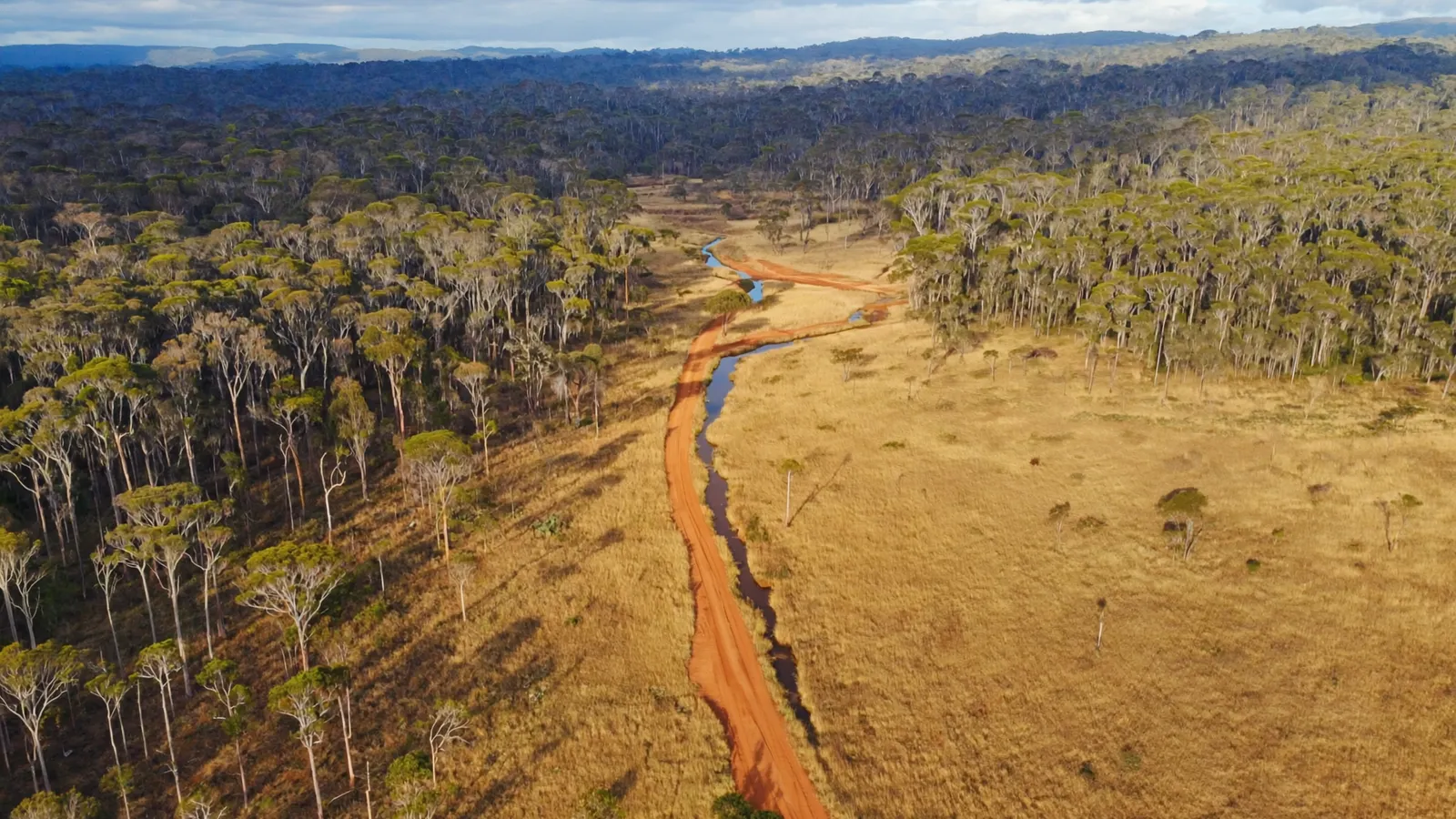 Aerial view of eucalypt forest, grassland and scrub divided by a dirt road and a creek line.
