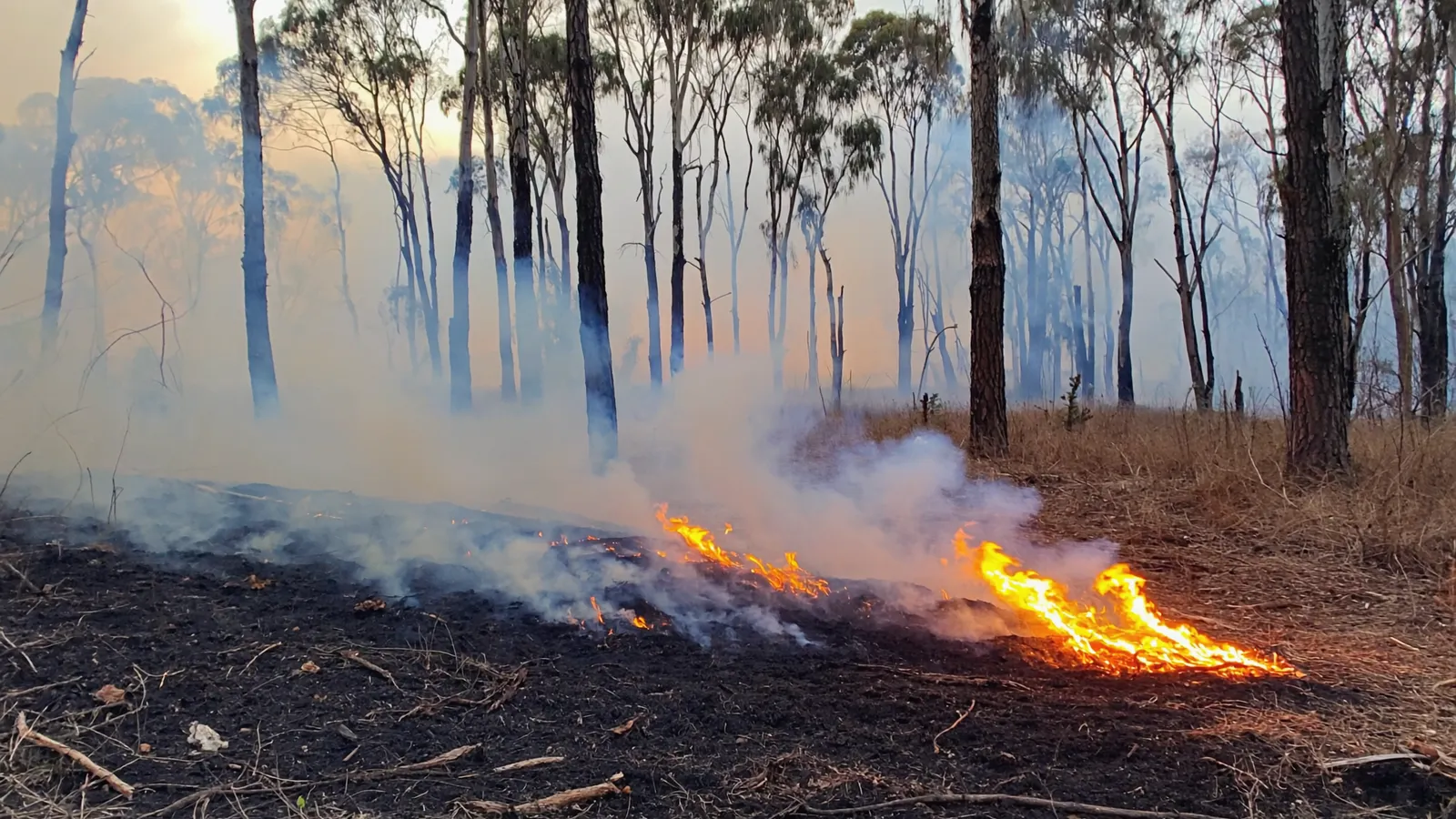 A low line of flames creeping through leaf litter during a hazard reduction burn in eucalypt bushland, with thin smoke between the trunks.
