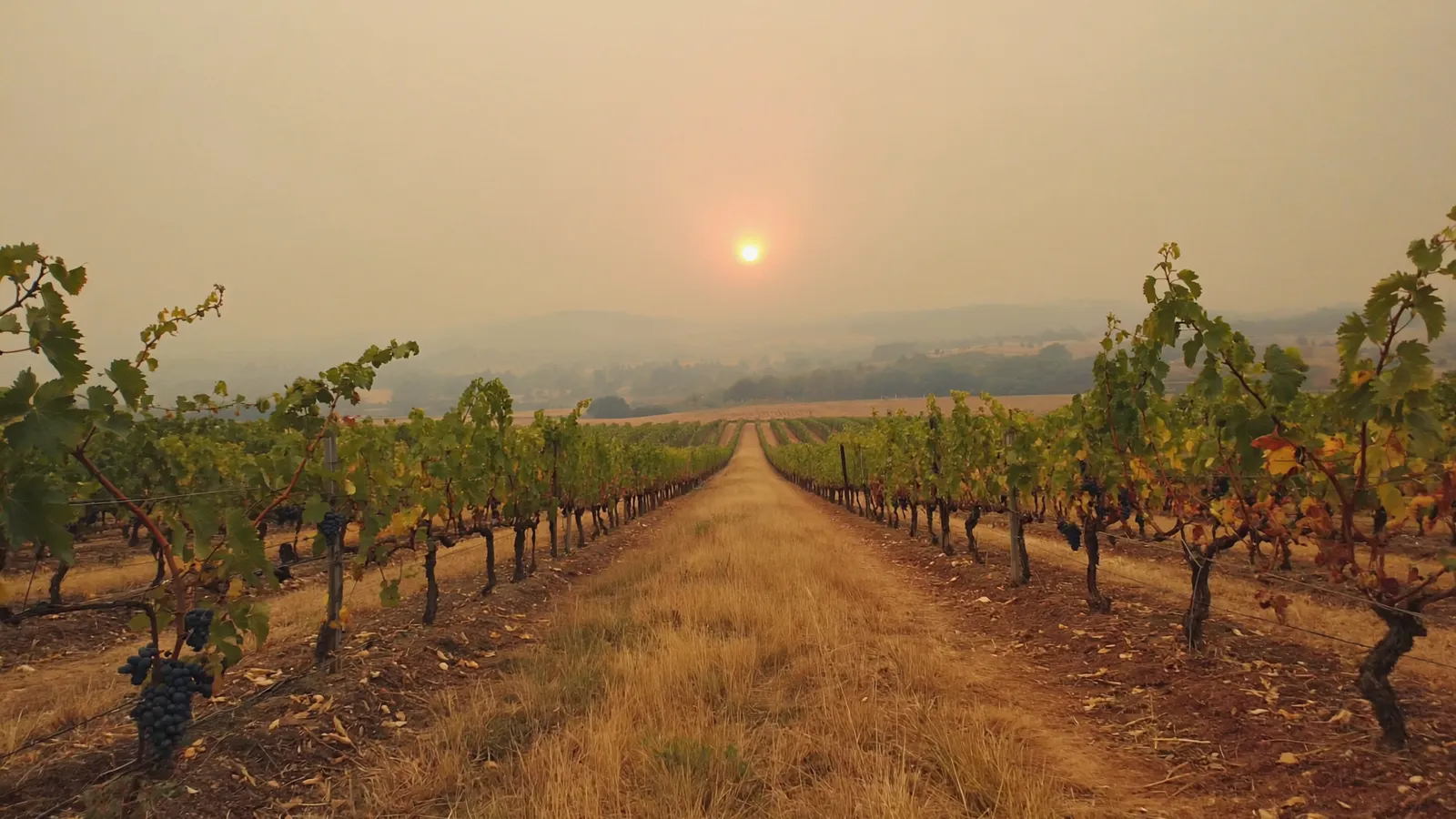 Vineyard rows under dense bushfire smoke, with the sun a dim orange disc.