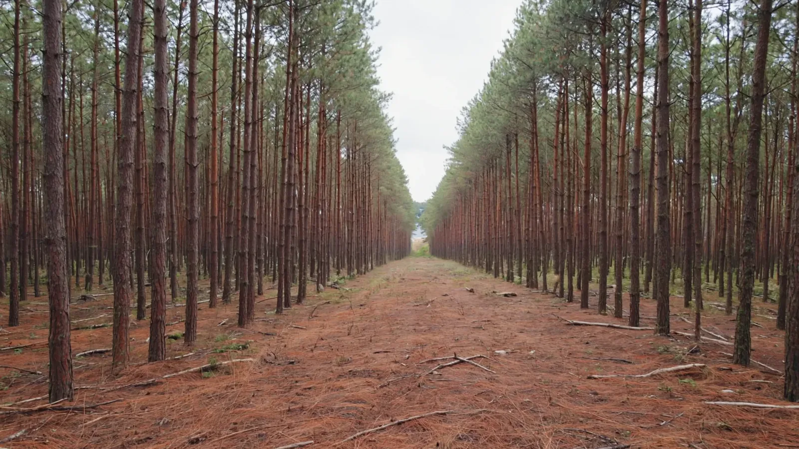Ground level view down a corridor between rows of mature pine, straight trunks carrying dead lower branches, with a deep carpet of reddish-brown needle litter and fallen limbs on the forest floor.