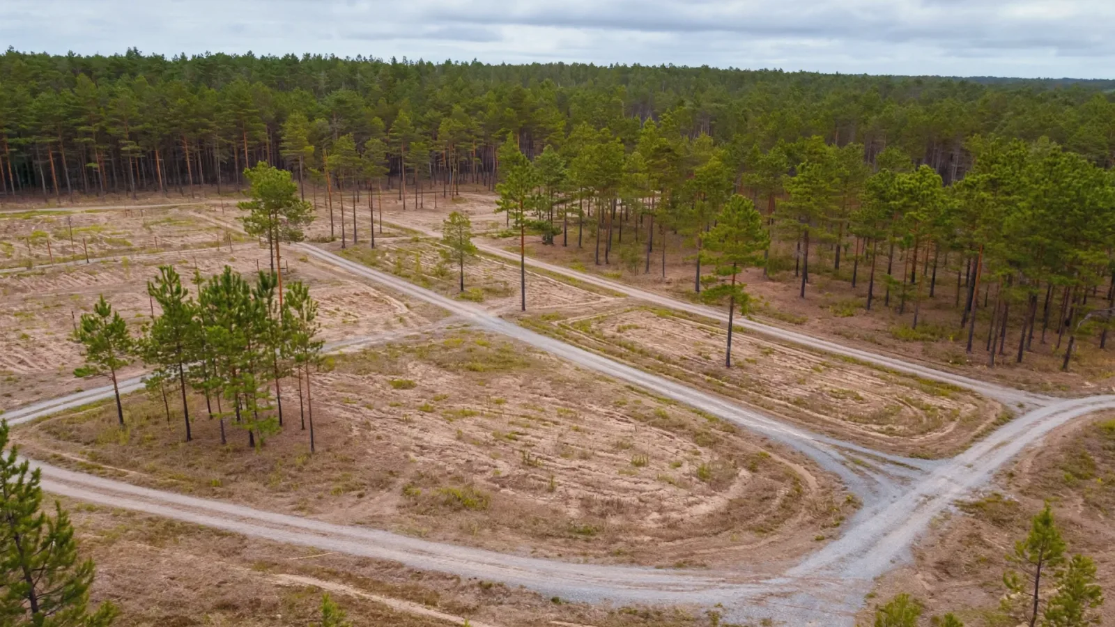 Aerial view of a plantation estate with harvested compartments in the foreground, scattered retained pines and mounded planting rows, and a network of gravel roads running between blocks of standing mature pine.